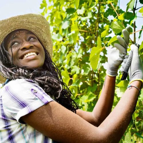 smiling-african-girl-vineyard-1